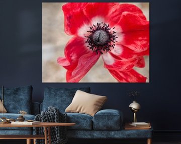 Rote Anemone von Jo Beerens