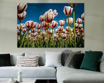 Tulip field in bloom by Roel Beurskens