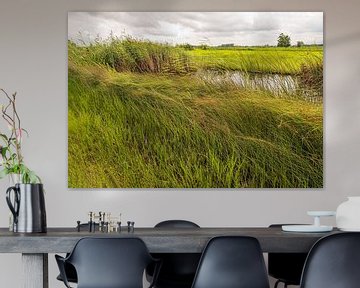 Wuivende grassen, biezen en riethalmen in een Nederlandse polder