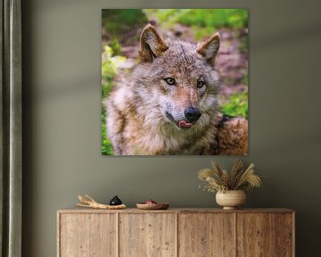 Portrait eines jungen Wolfes