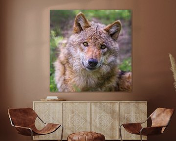 Portret van een jonge nieuwsgierige wolf van Uwe Frischmuth