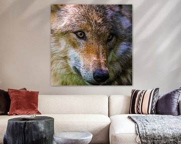 Wolf portret van Uwe Frischmuth