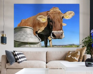 Symbolic image: Cow in the meadow, in the foreground a milk can by Udo Herrmann