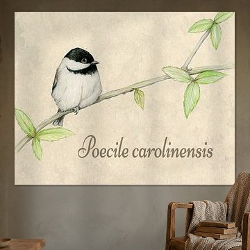 Karolinamische Illustration