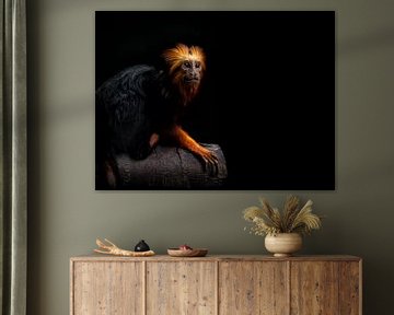 Goldilocks monkey by Judith Veenstra