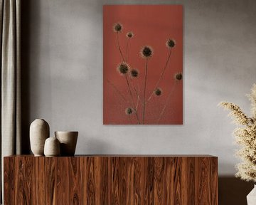 Distel rost rot 01, 1x Studio III von 1x