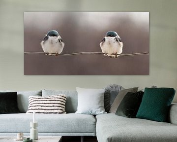 Birds on a wire, Lucie Gagnon by 1x