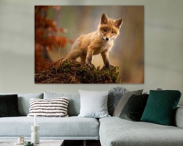 Fuchs, Robert Adamec von 1x