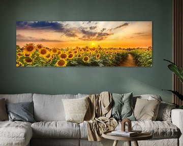 Sonnenblumenpfad am Abend | Panorama von Melanie Viola