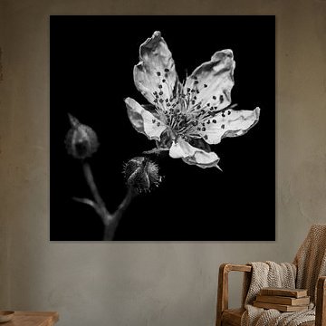 Flowering flower black and white