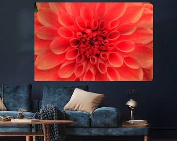 Dahlia