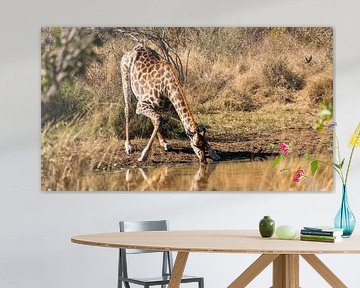 Giraffe aan het  water drinken bij een plas, Kruger park Zuid-Afrika