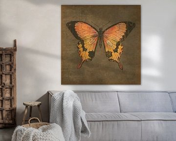 Mocha Butterfly, Katie Pertiet van Wild Apple