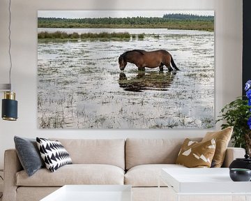 a brown horse walking  in a pond in the dutch nature park  called fochteloerveen by ChrisWillemsen