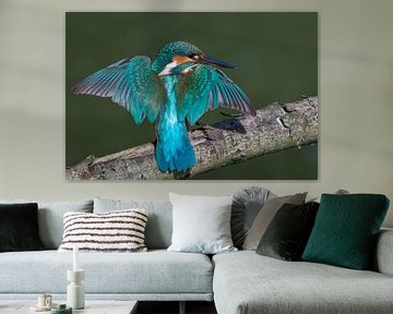 Kingfisher with spread wings on a branch