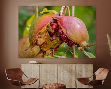 The Pomegranate by Chantalla Photography