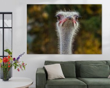De struisvogel