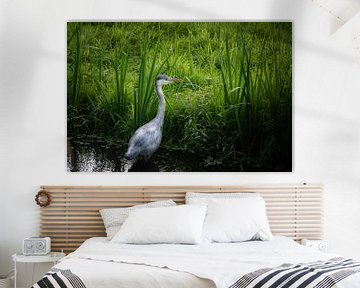 Reiger aan de waterkant van Marco Ardia-Wenink