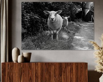 sheep von samantha vos