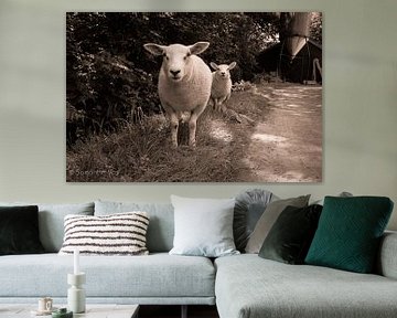 sheep sur samantha vos