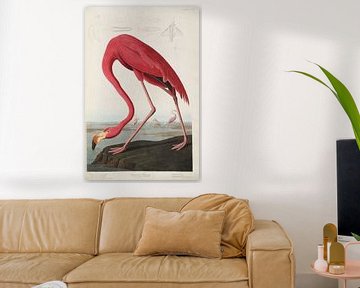 American Flamingo - Teylers Edition - Birds of America, John James Audubon van Teylers Museum