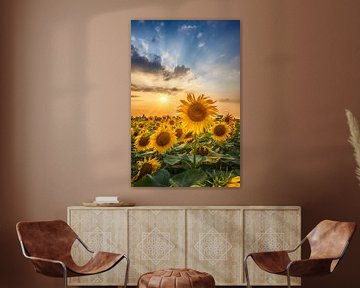 Sonnenblumen im Sonnenuntergang von Melanie Viola