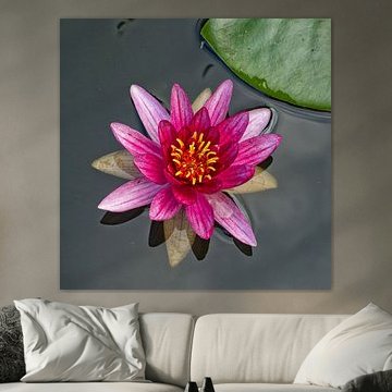 waterflower