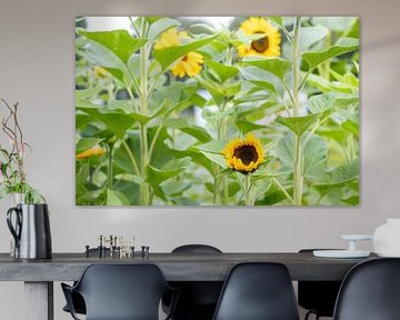 Zonnebloemen