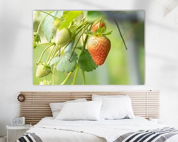 Aardbei