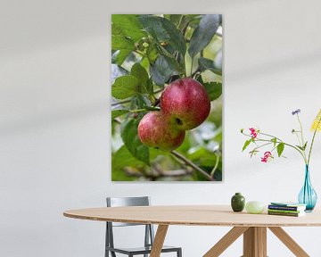 Appels