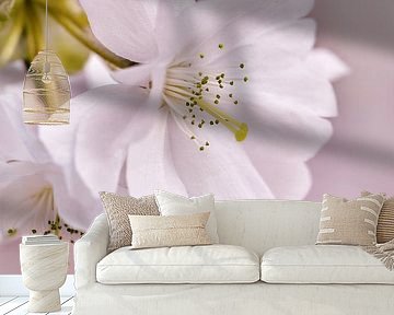 Japanese cherry blossom by Violetta Honkisz