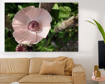 Zon in de papaver van Minke Wagenaar