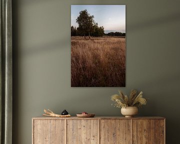 De Gorsselse heide tijdens de avonduren van Jaimy Leemburg Fotografie