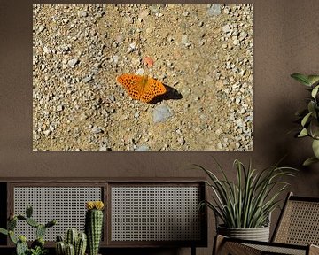 Oranje vlinder van Susanne Seidel