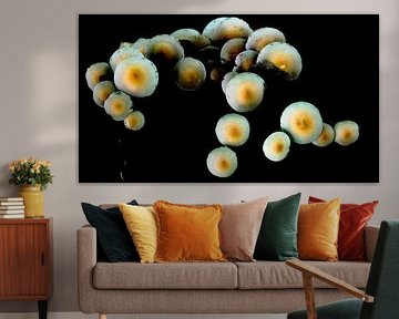 Herbst-Tournee von Jan van der Knaap