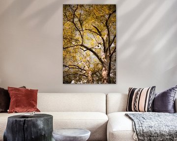 Sycamore I - Photographie d'arbre en jaune et ocre sur Matthias Edition