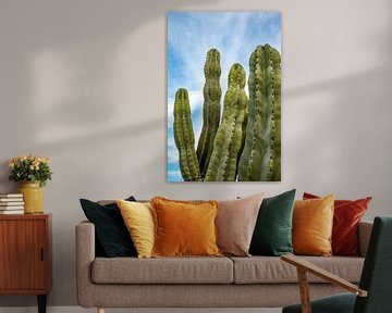 Large cacti by Pictorine