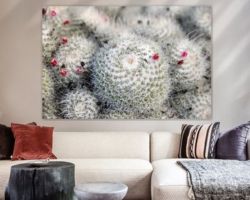 Pink flower cactus by Pictorine