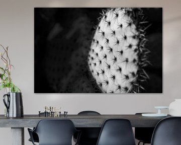 High contrast spikey cactus