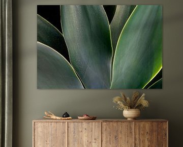 The green tones of the leaves of the Agave plant by Pictorine