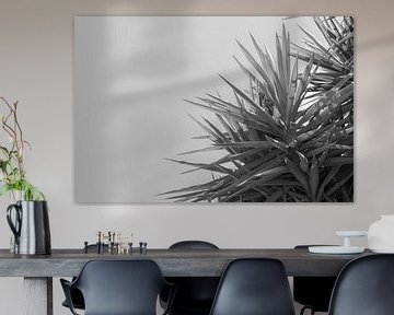 Schwarze und weiße Palme, Apulien von DsDuppenPhotography