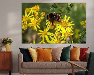 Yellow flower of a chamise flower with a big bumblebee