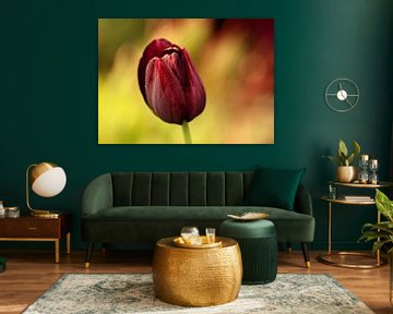 tulip by Yvonne Blokland