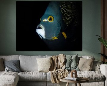 Portrait of a French Emperor fish in the Caribbean Sea around Curacao by René Weterings
