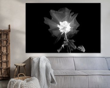 White Rose by Rien Den otter