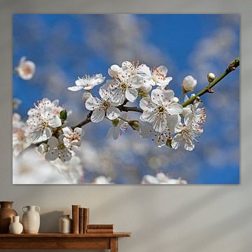 Wilde pruimenbloesems