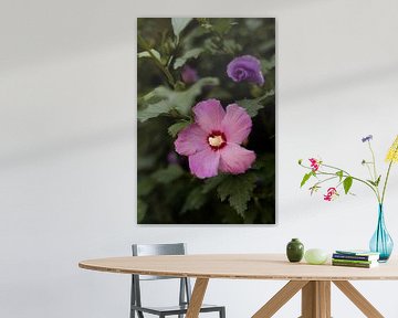 macrofotografie roze bloem in Zuid Frankrijk. van Fotograaf Elise