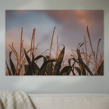 Le ciel angélique et le champ de maïs sur Gonnie van Roij
