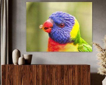 Prachtige kleurrijke vogel