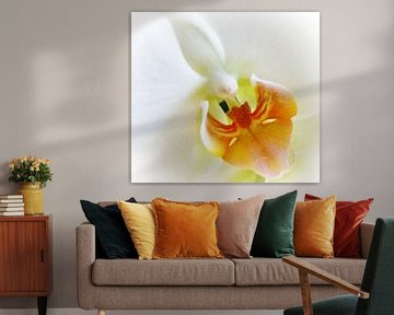 Weiße Orchidee van Doris Kroos